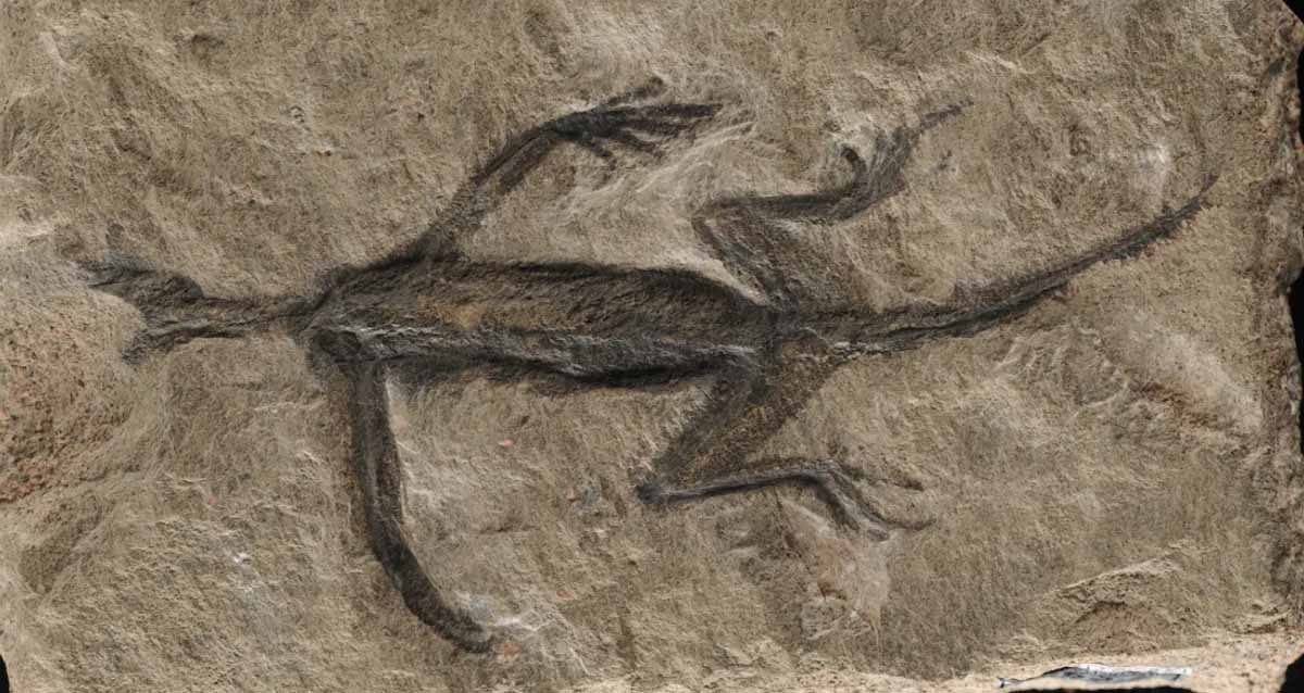 d-ll-fosilin-bir-k-sm-sahte-kt-kay-p-r-ht-m