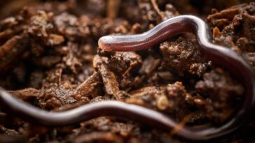 Dünyanın En Küçük Yılanı - Barbados iplik yılanı