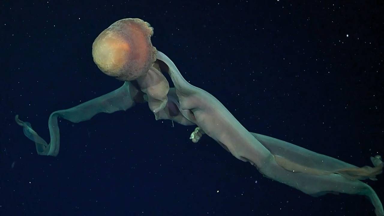 Arjantin - Mar del Plata Kanyonu - Yeni Canlı Türü Keşifleri