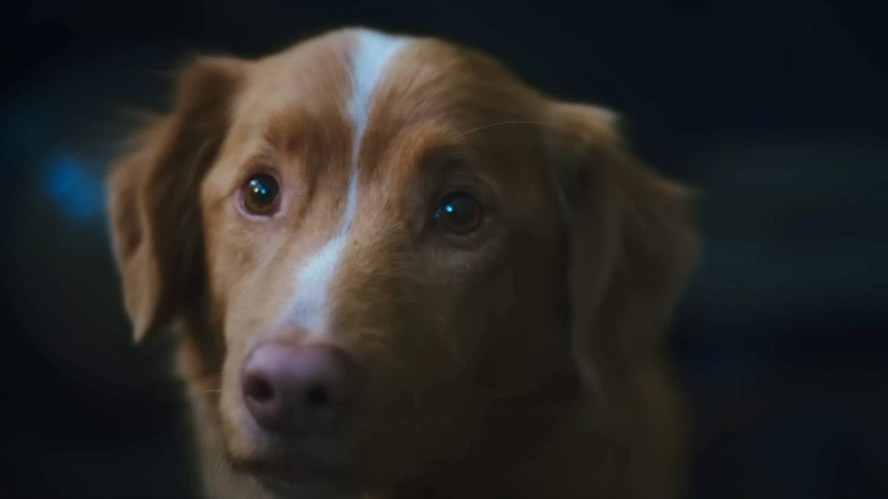 Good Boy Film Fragmani 2025