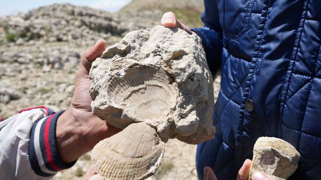 Ilgaz Dağı’nın Zirvesinde Deniz Canlısı Fosilleri Bulundu