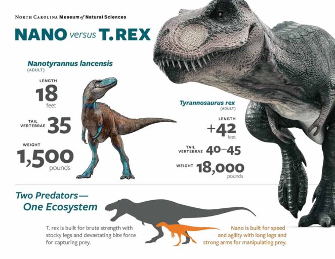 T-Rex'e Dair Onlarca Yıllık Araştırma Yanlış Çıktı: Ünlü Yırtıcının Tarihi Yeniden Yazılıyor 2 Nanotyrannus vs T-Rex
