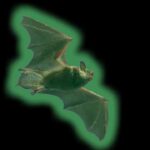 Parlayan Yarasalar Keşfedildi: Nedenini Kimse Bilmiyor 9 Parlayan Yarasalar Keşfedildi