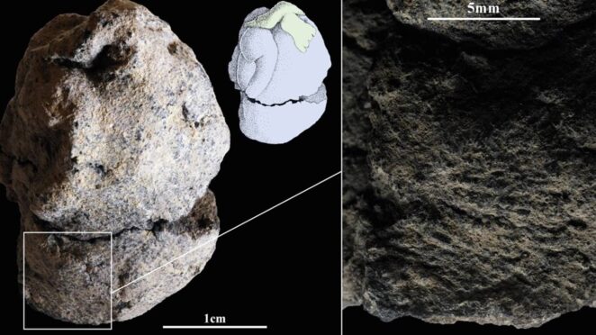 İsrail Natuf Kültürü Kadın - Kaz Çiftleşme Tasvir