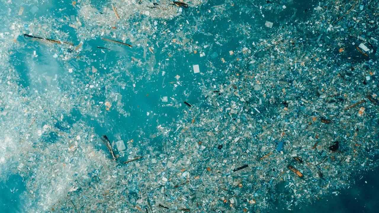 Pasifik Çöp Girdabı Yeni Yaşam Formu