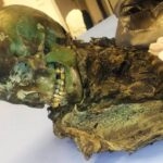 İtalya Yeşil Mumya Bilimsel Açıklama