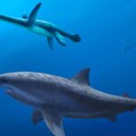 Dev Köpek Balıkları Lamniform Türü Tarih