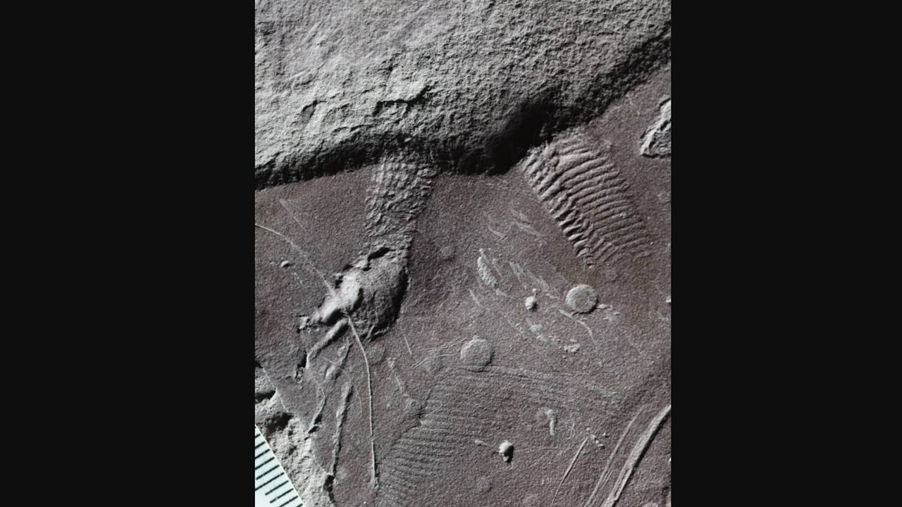 Almanya’da 300 Milyon Yıllık Sürüngen Derisi İzleri Bulundu 3 Almanya 300 Milyon Yıllık Sürüngen Derisi İzi