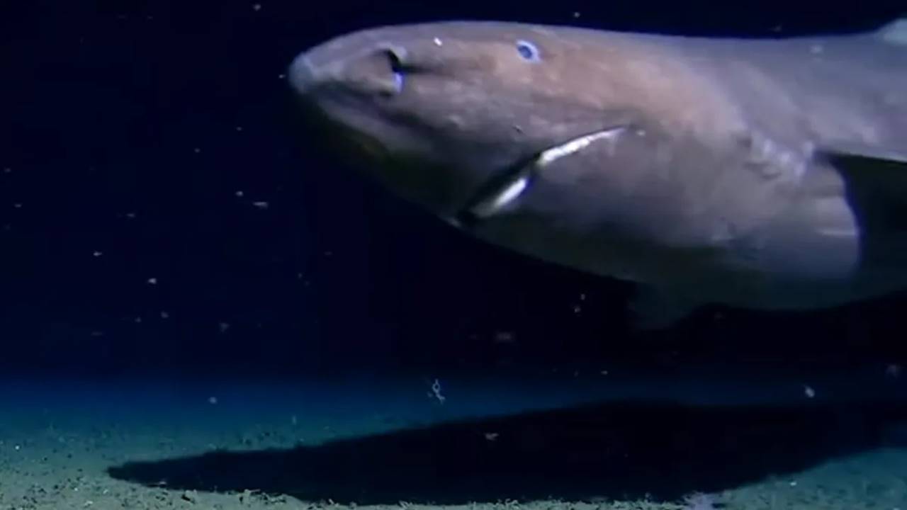 Antarktika Sularında İlk Kez Bir Köpekbalığı Görüntülendi