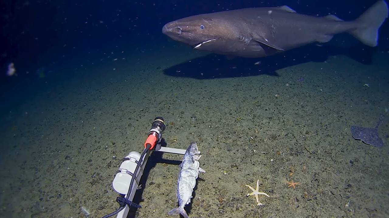 Antarktika - Köpekbalığı Görüntüler