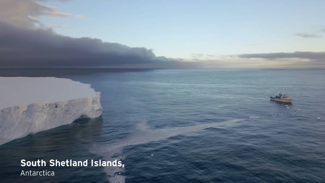 Antarktika - Köpekbalığı