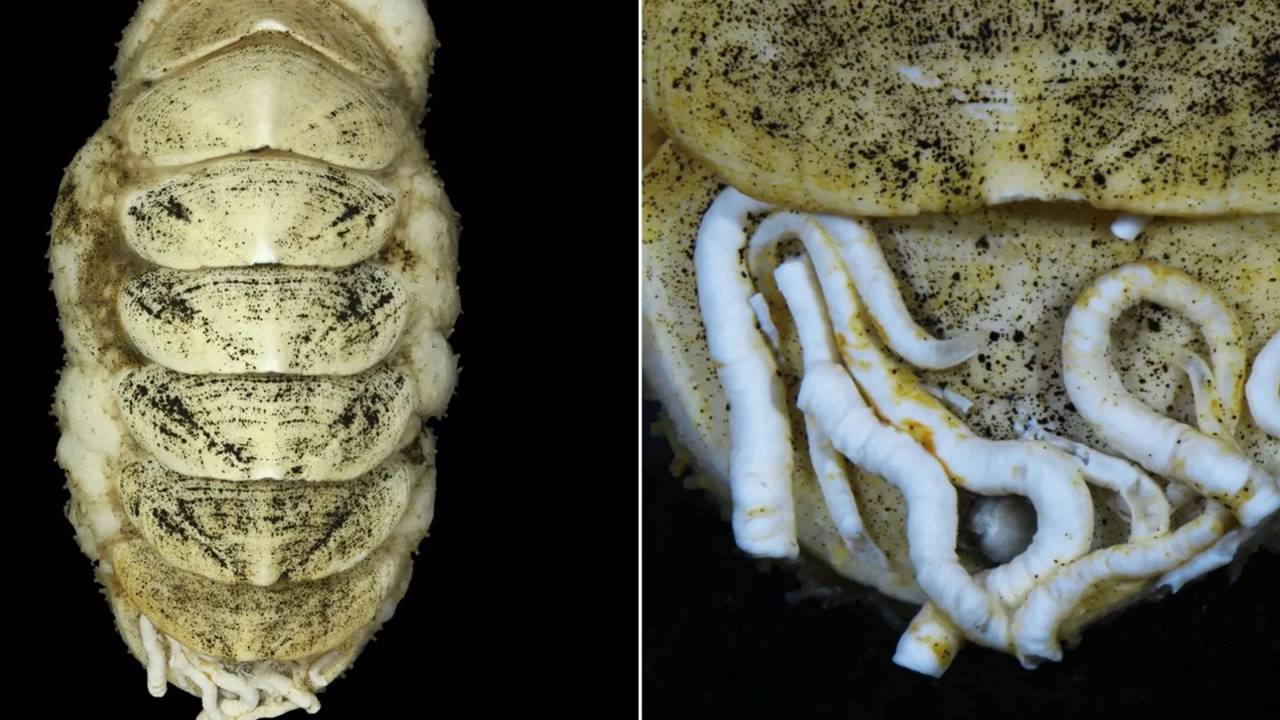 Japon Derin Denizlerinde Tuhaf Keşif: ‘Demir Dilli’ Yeni Bir Yumuşakça Türü Bulundu