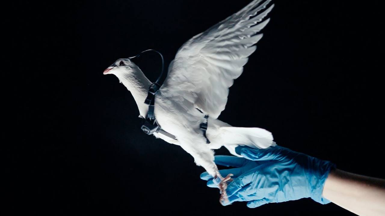 Rus Şirket Güvercin