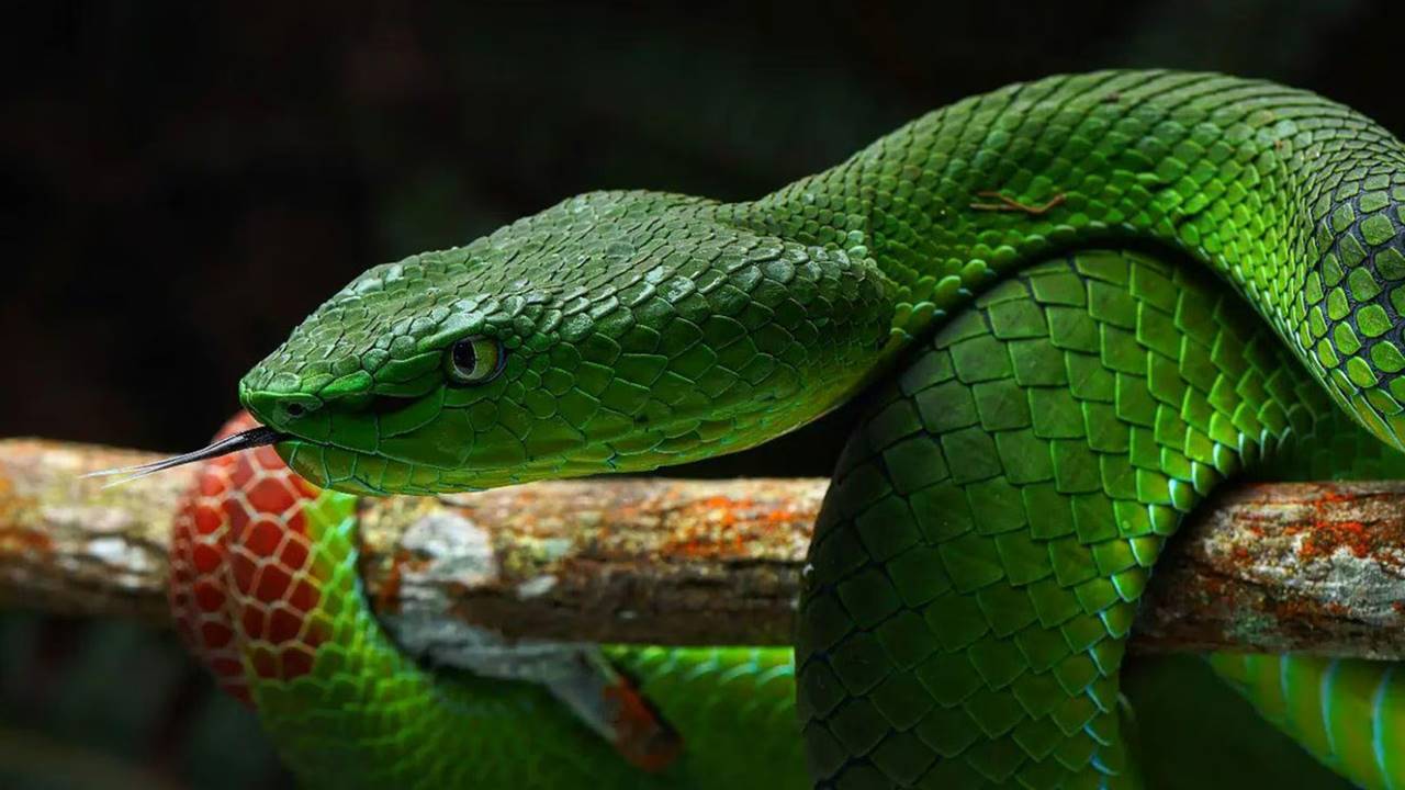 Yılanlar Açlık Araştırma