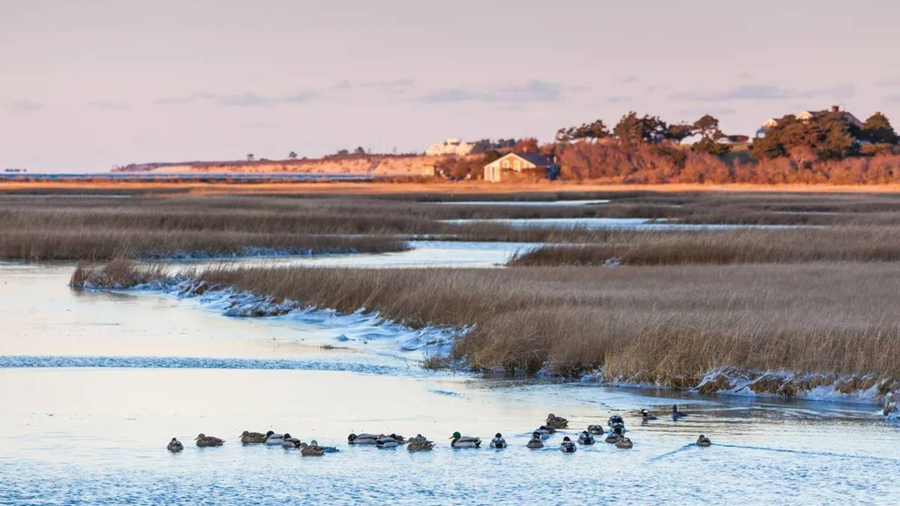 Buzul Suyu - Parkinson Hastalığı Koruma