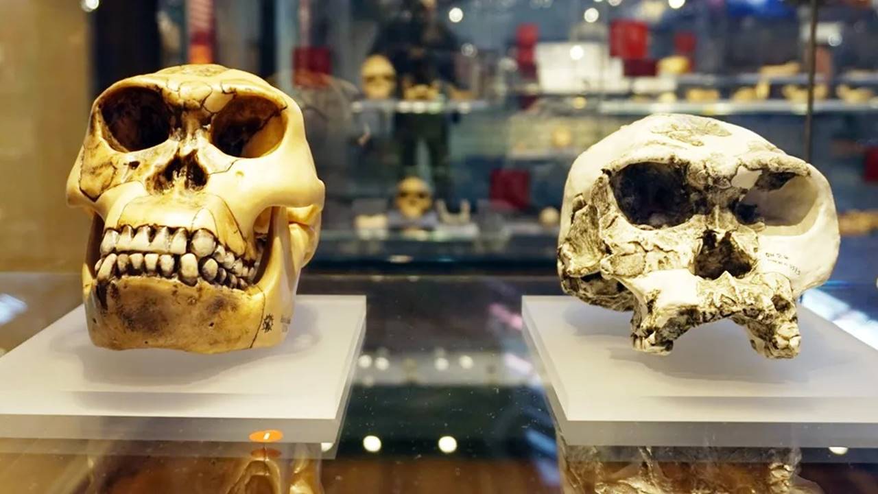 Homo habilis İnsan Atası Tartışma