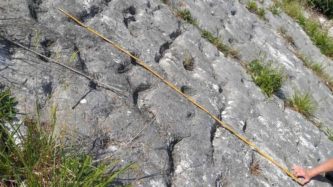 İtalya Ancona Uçurum İzler Kaplumbağa