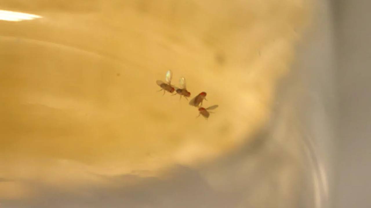 Bir Meyve Sineği Türündeki Erkek Bireyler, Rakipleriyle Dövüşmek Yerine Onlarla Flört Ediyor 5 Meyve Sineği Türü Erkek Dövüş - Kur Farkı