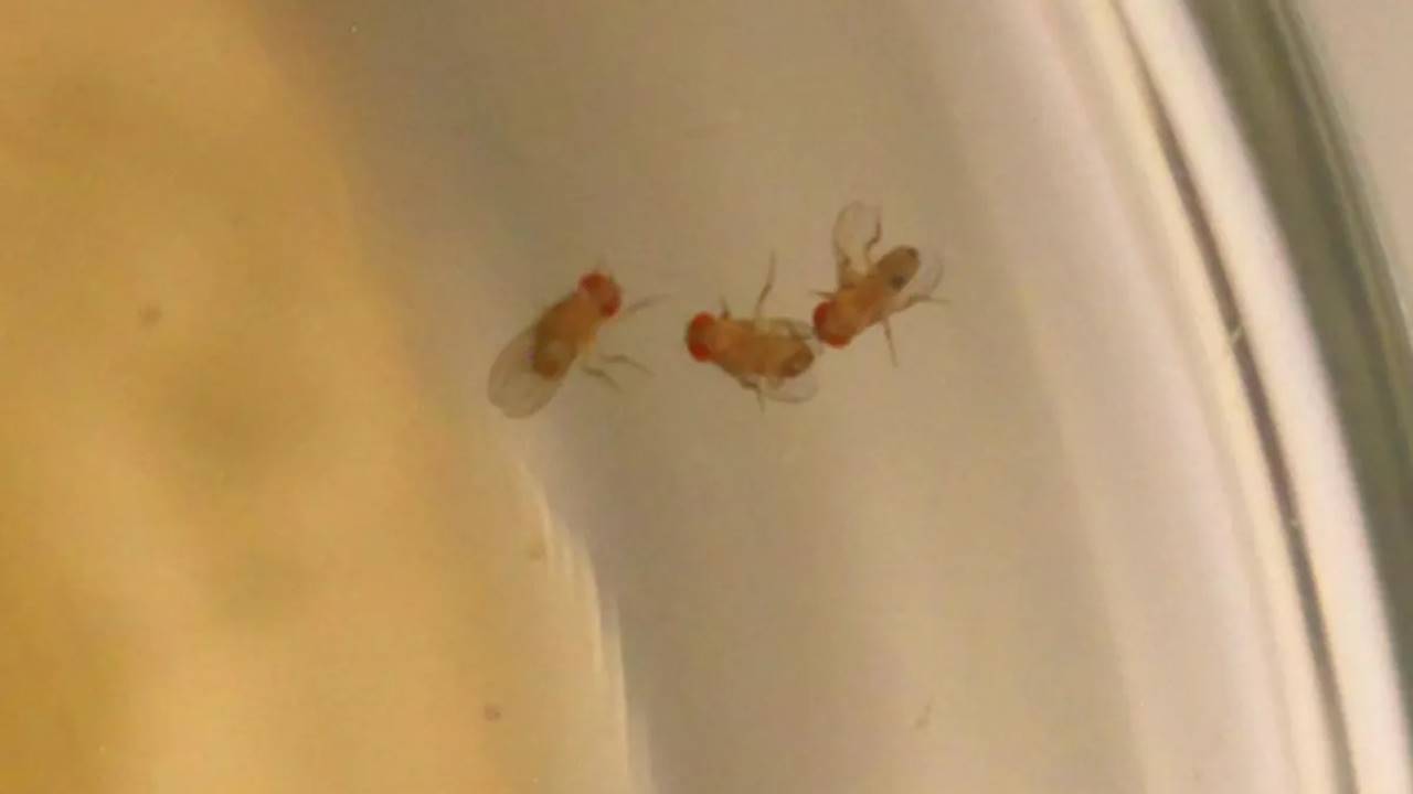 Bir Meyve Sineği Türündeki Erkek Bireyler, Rakipleriyle Dövüşmek Yerine Onlarla Flört Ediyor