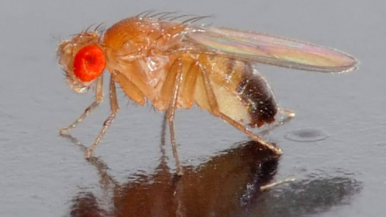 Bir Meyve Sineği Türündeki Erkek Bireyler, Rakipleriyle Dövüşmek Yerine Onlarla Flört Ediyor 4 Meyve Sineği Türü Erkek