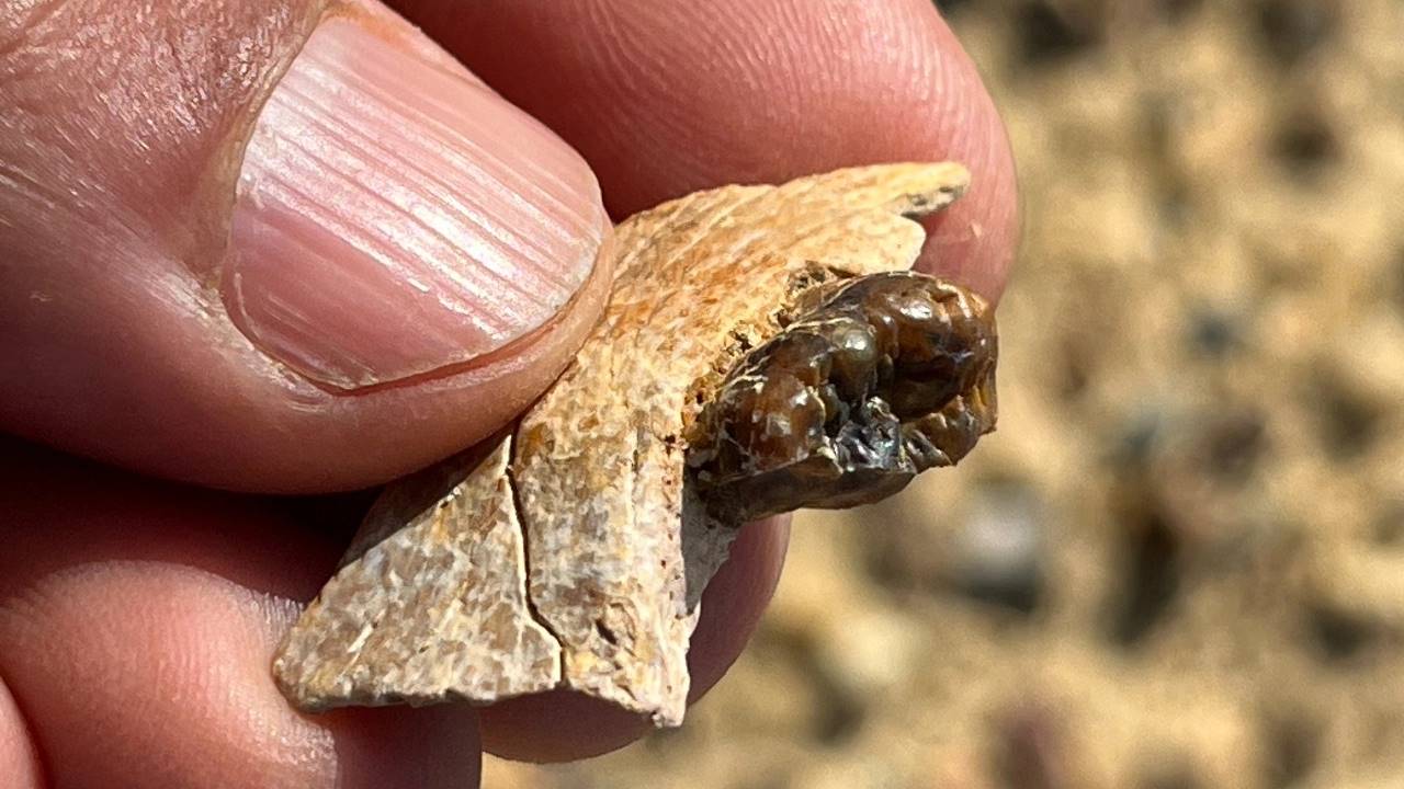 Mısır Fosil Maymunların Köken