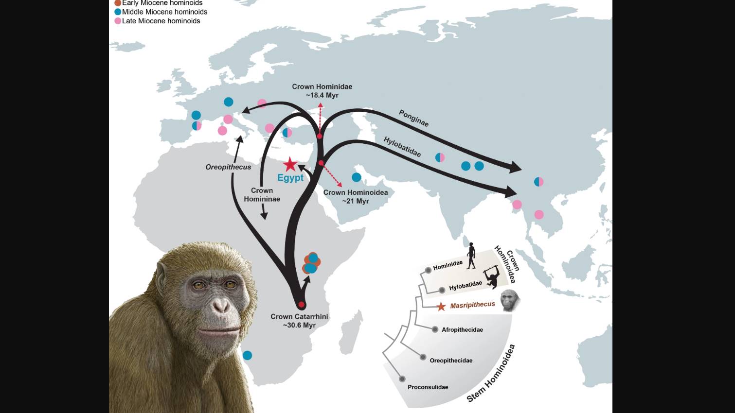 Mısır Fosil Maymunların Kökeni Değişiklik