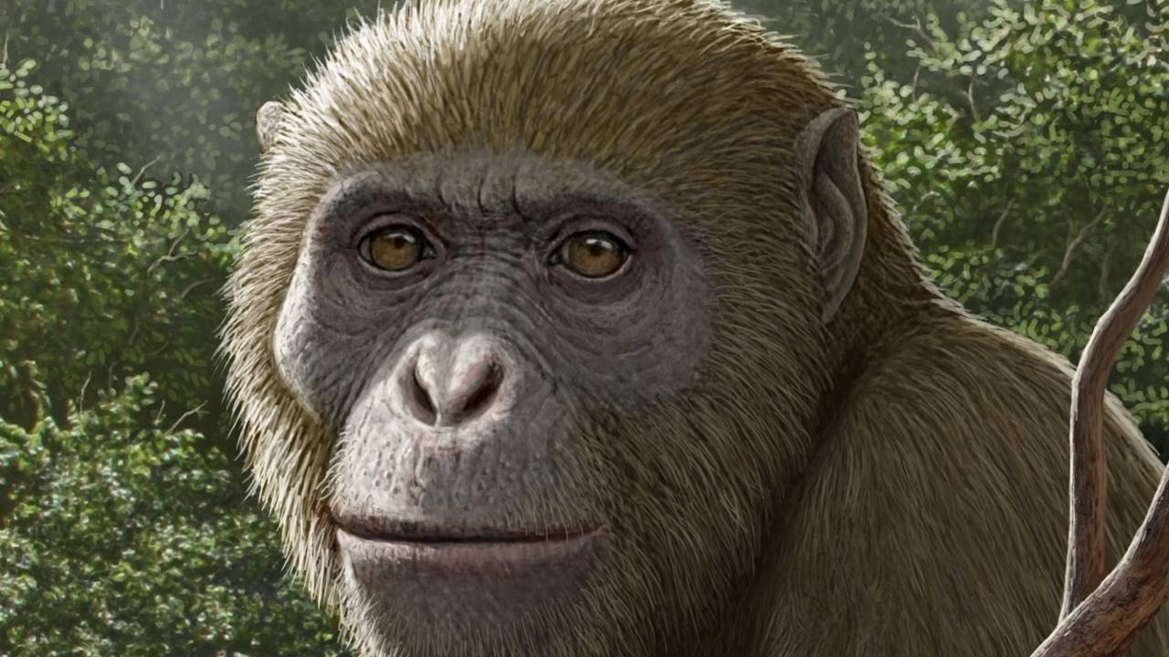 Mısır’da Bulunan 18 Milyon Yıllık Fosil, Maymunların Kökenine Dair Görüşleri Sarsabilir