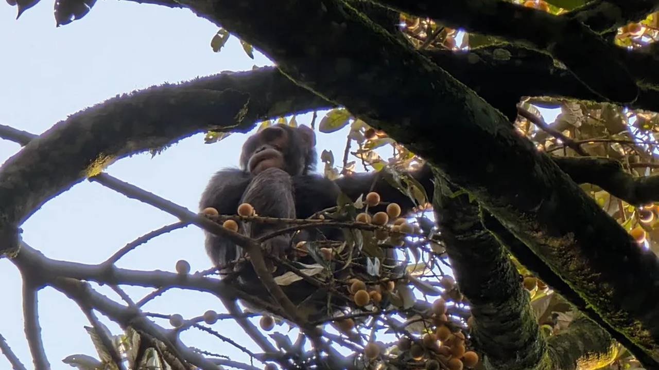 Şempanzeler Doğal Alkol Tüketim