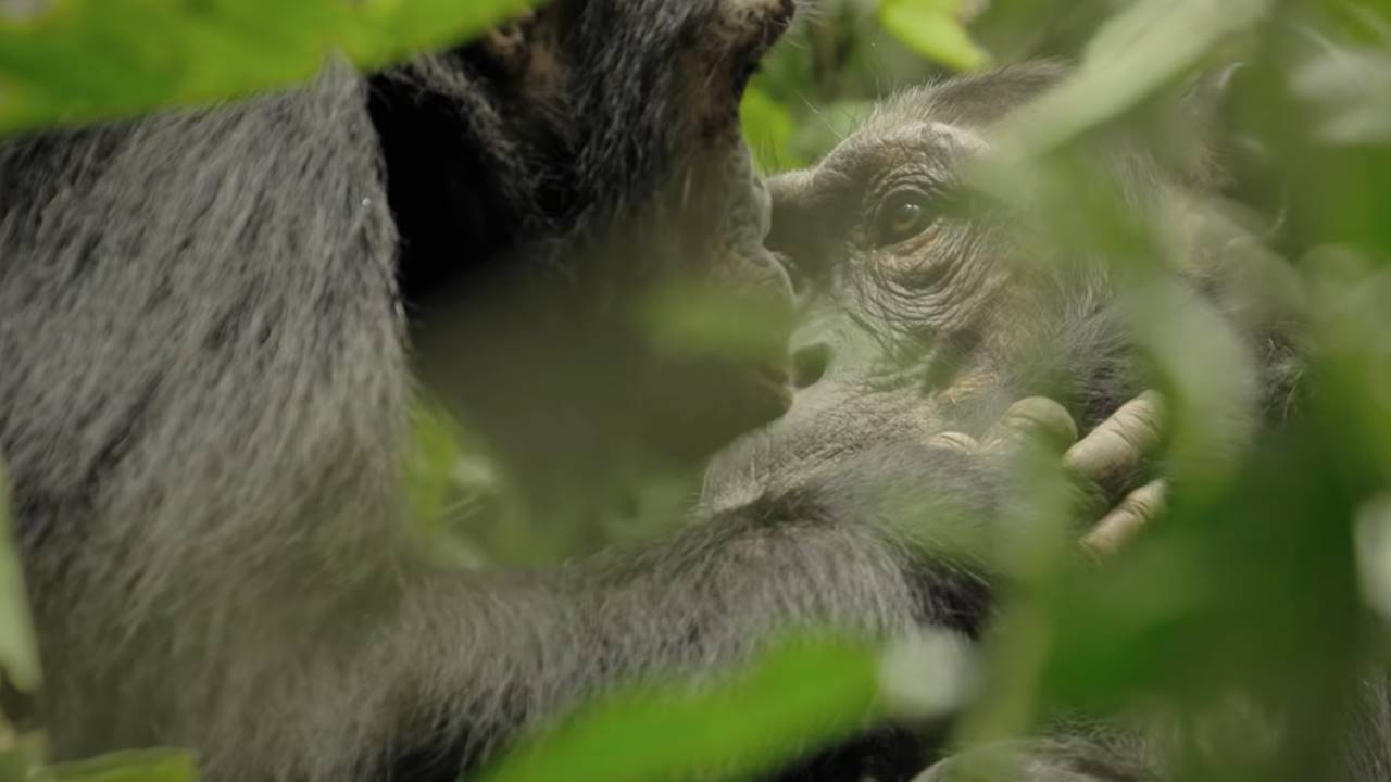Şempanzeler Doğal Alkol Tüketimi - Sarhoş Maymun