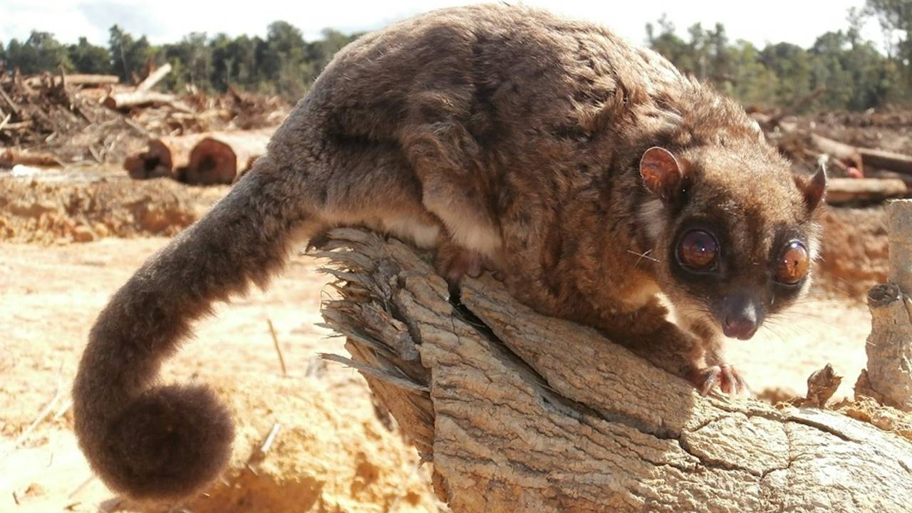 Soyu Tükendiği Sanılan Keseli Hayvan - Dactylonax kambuayai