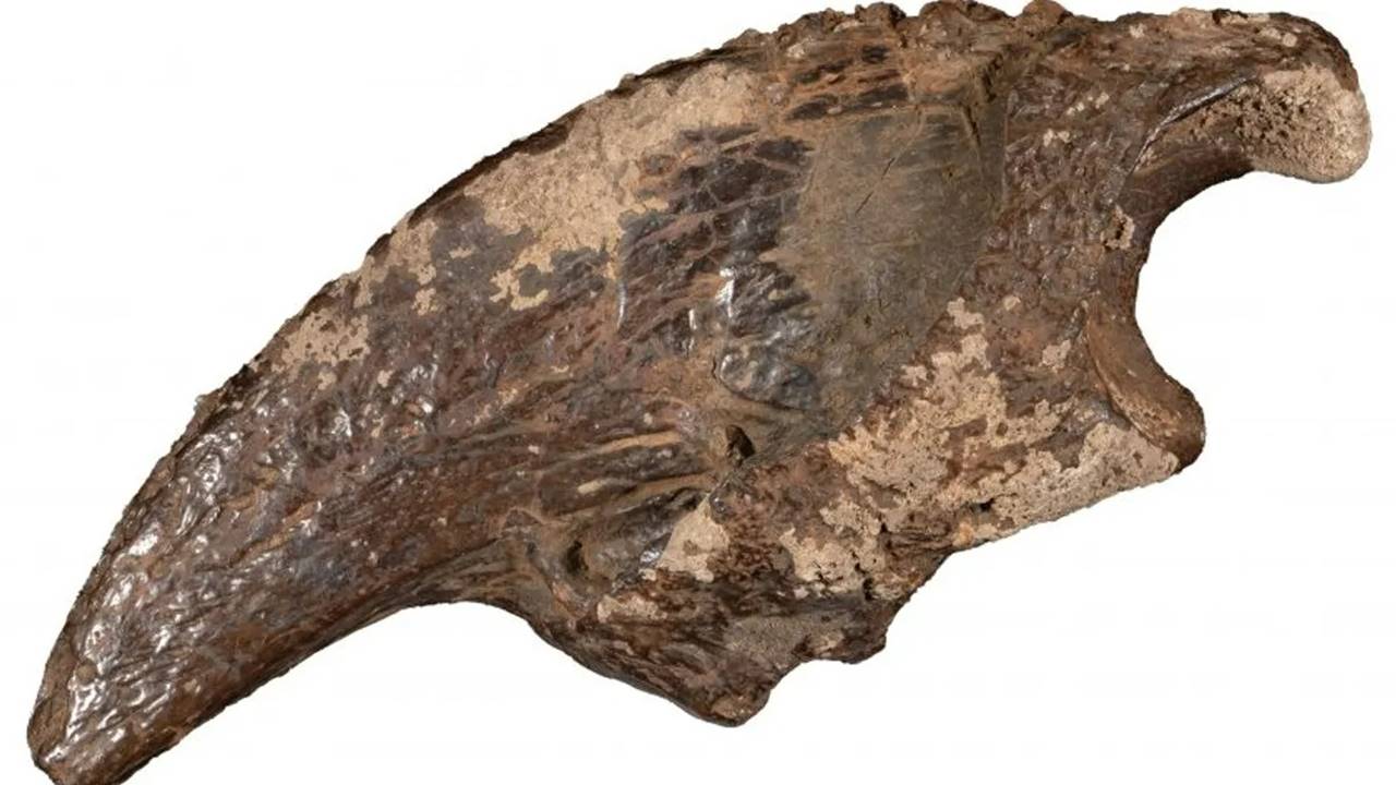 Teksas’taki Gizemli Mağarada Buzul Çağı'ndan Kalma Dev Kaplumbağa Fosili Keşfedildi 4 Teksas Buzul Çağı Dev Kaplumbağa Fosil