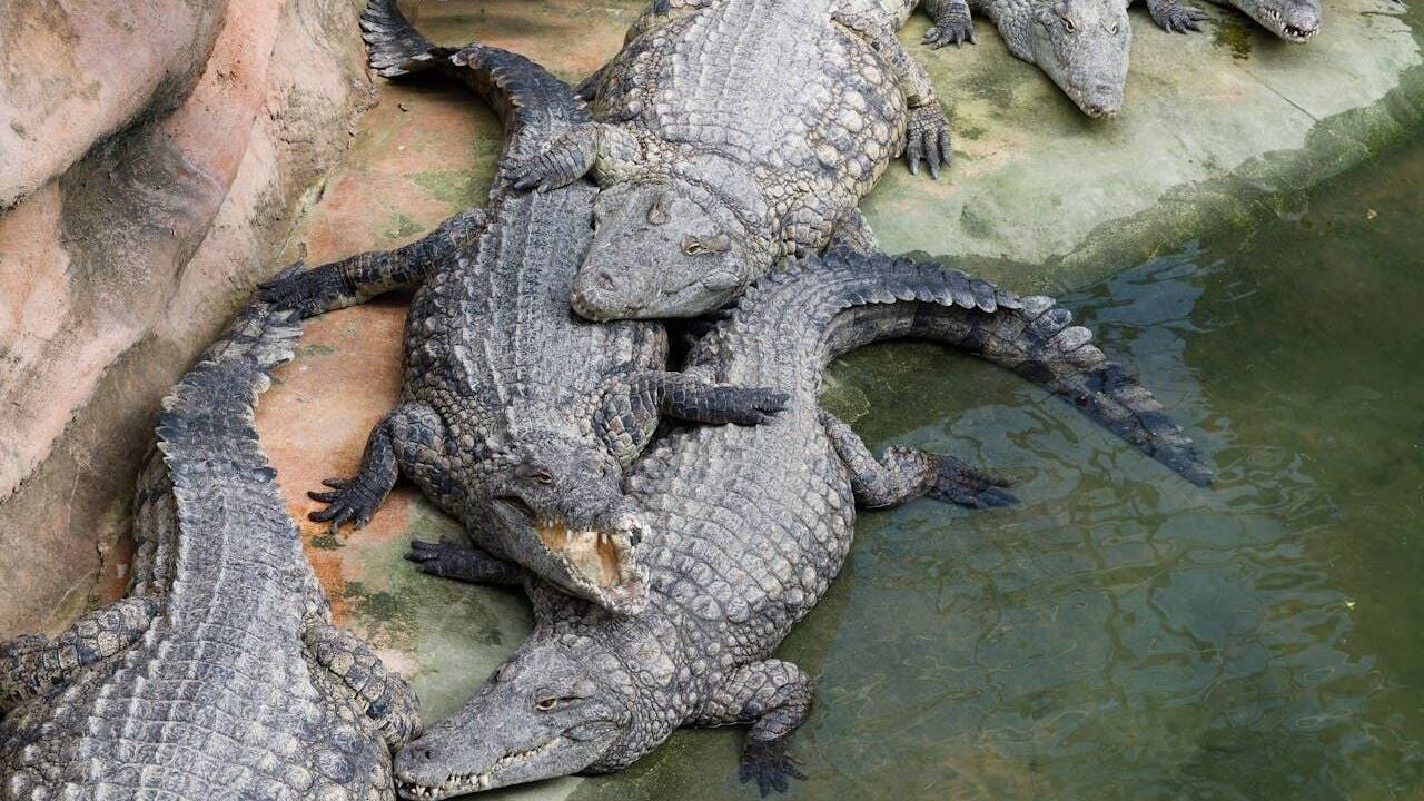 Timsah Akrabası Kadim Canlı Türü Sonselasuchus cedrus
