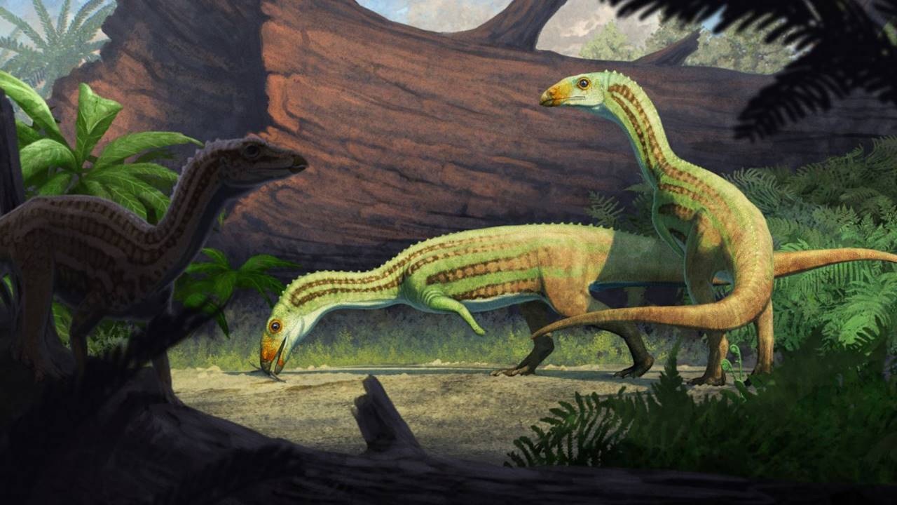 216 Milyon Yıllık Fosiller, İlk Başta Dinozor Sanılan Timsah Akrabası Tuhaf Türü Gün Yüzüne Çıkardı