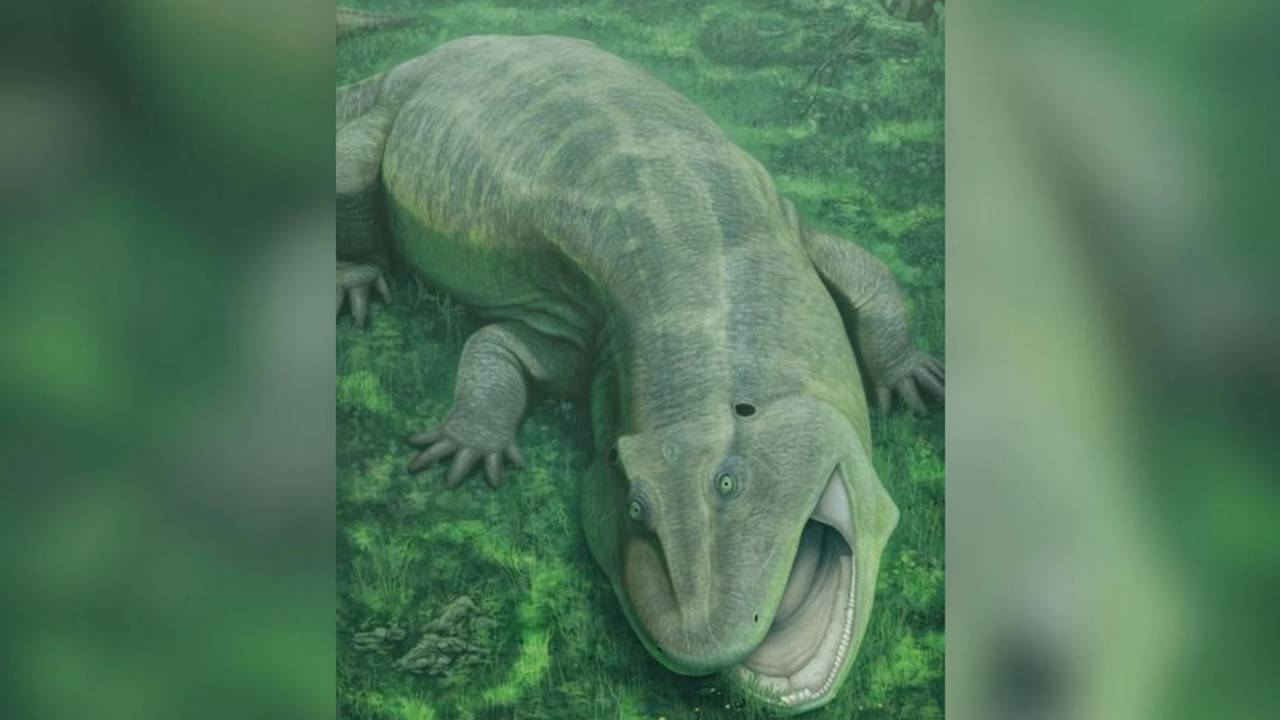 Yeni Canlı Türü Tanyka amnicola - Brezilya