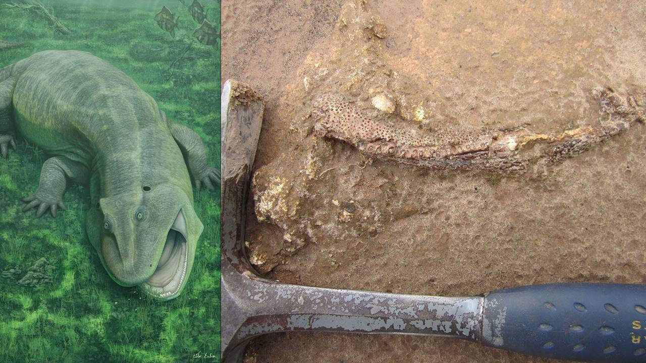 Yeni Canlı Türü Tanyka amnicola Keşif