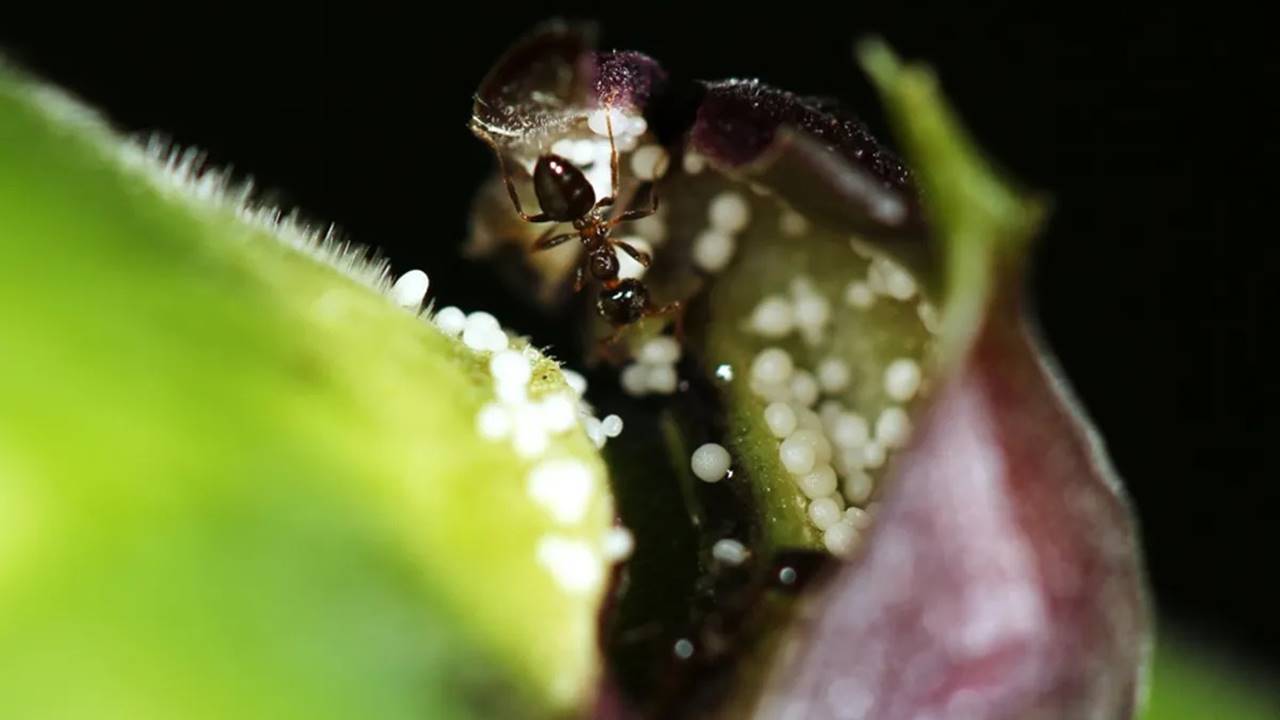 10 Milyon Yıllık Karınca-Bitki İlişkisi Tehlike