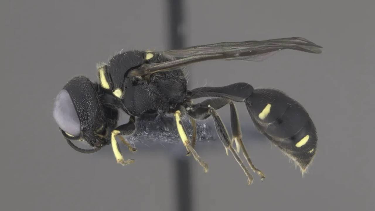 10 Milyon Yıllık Karınca-Bitki İlişkisi