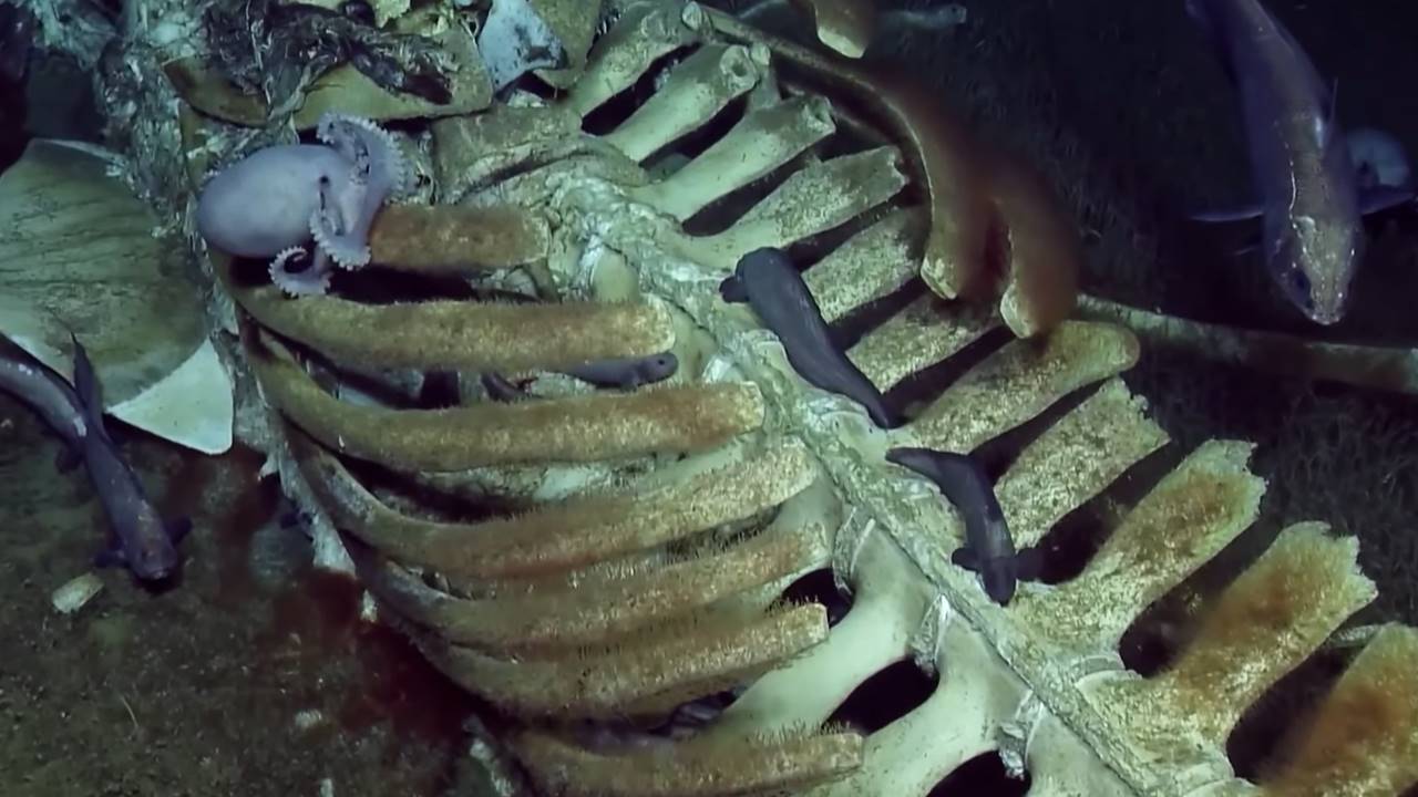 Antarktika’nın Altında Bulunan Esrarengiz Kalıntı, Bilim İnsanlarını Harekete Geçirdi