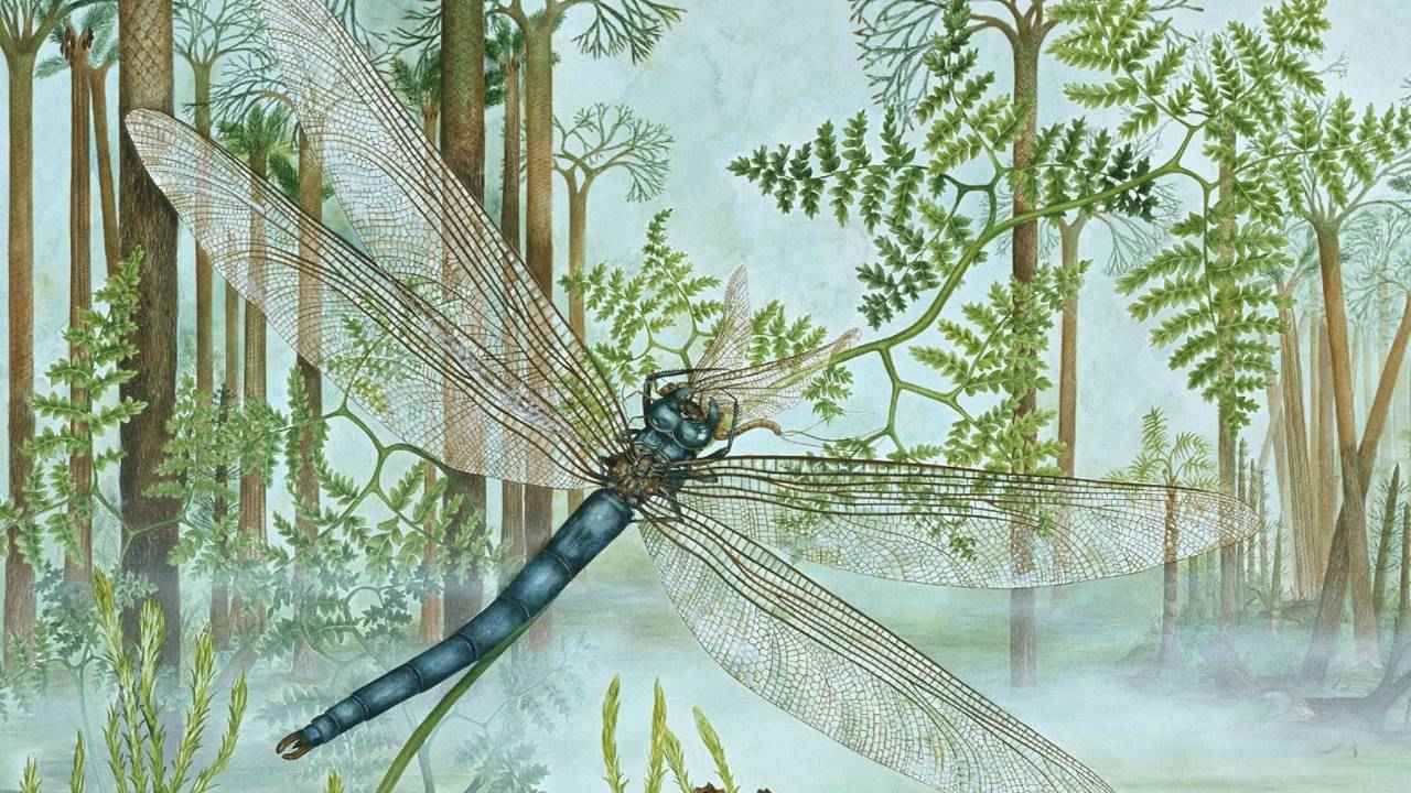 Dev Yusufçuk Benzeri Böcekler Büyüklük