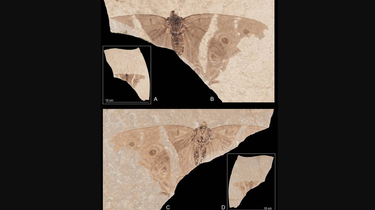 Fransa İmparator Kelebeği Fosili Keşif