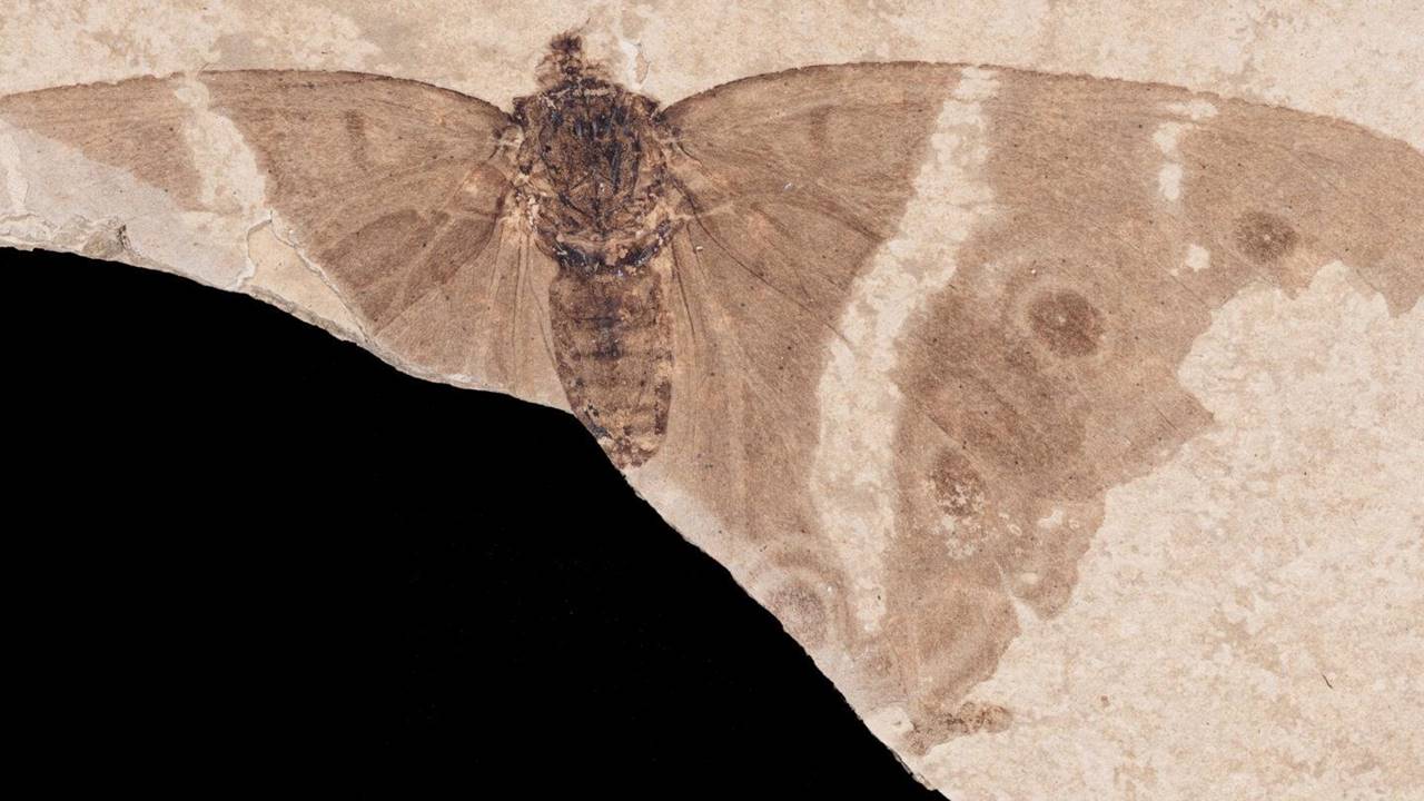 Müze Raflarında Yeniden Keşfedilen 34 Milyon Yıllık Fosil, Kelebeklerin Tarihini Baştan Yazdı