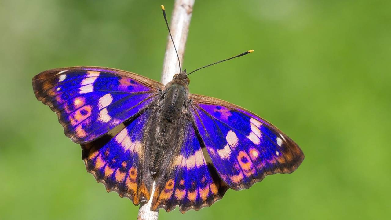 İmparator Kelebeği