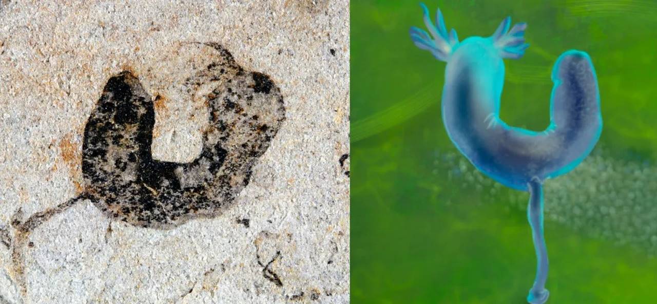 Kambriyen Öncesi Fosiller Evrim Tarihi - Hayvan