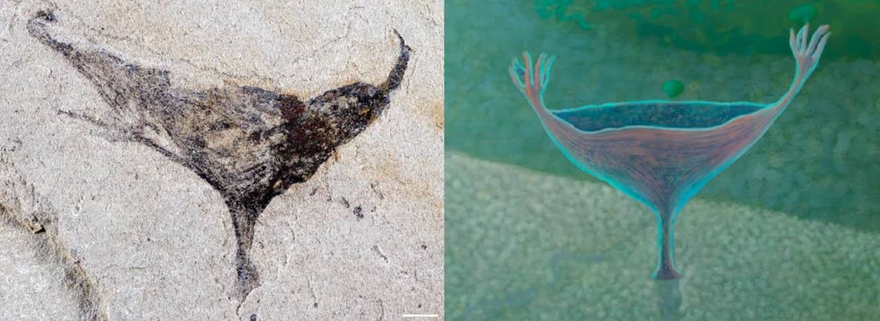 Kambriyen Öncesi Fosiller Evrim Tarihi - Hayvanlar