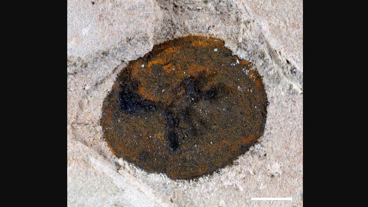 Kambriyen Öncesi Fosiller Evrim Tarihi - Karmaşık Hayvan