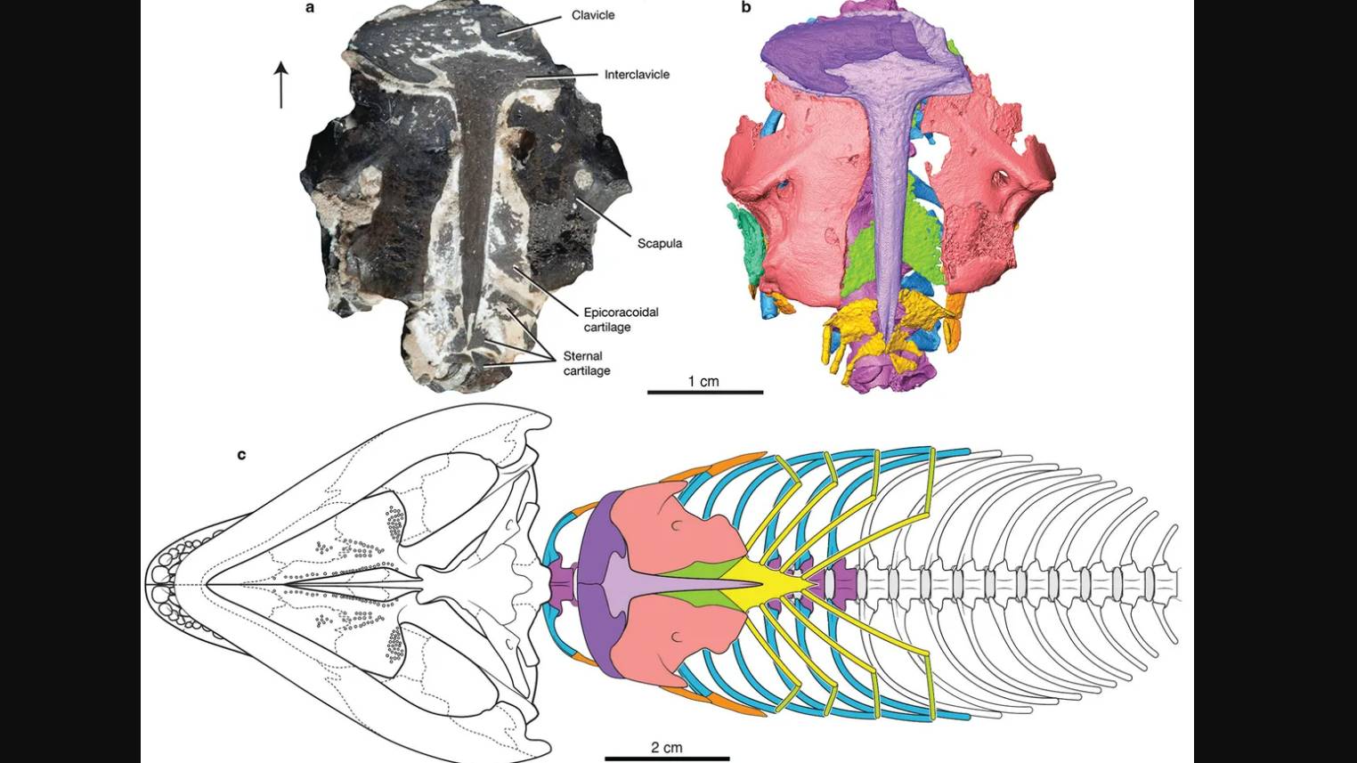 Mumya Sürüngen İnsan Eski Solunum - Fosiller