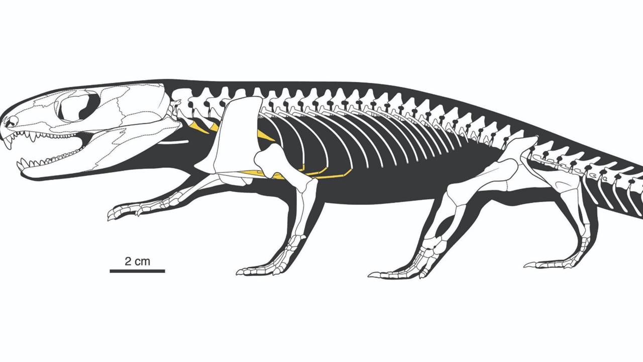 Mumya Sürüngen İnsan Eski Solunumu