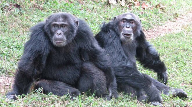 Uganda Ngogo şempanzeleri İç Savaş