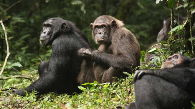 Uganda Şempanzeler Arasında İç Savaş