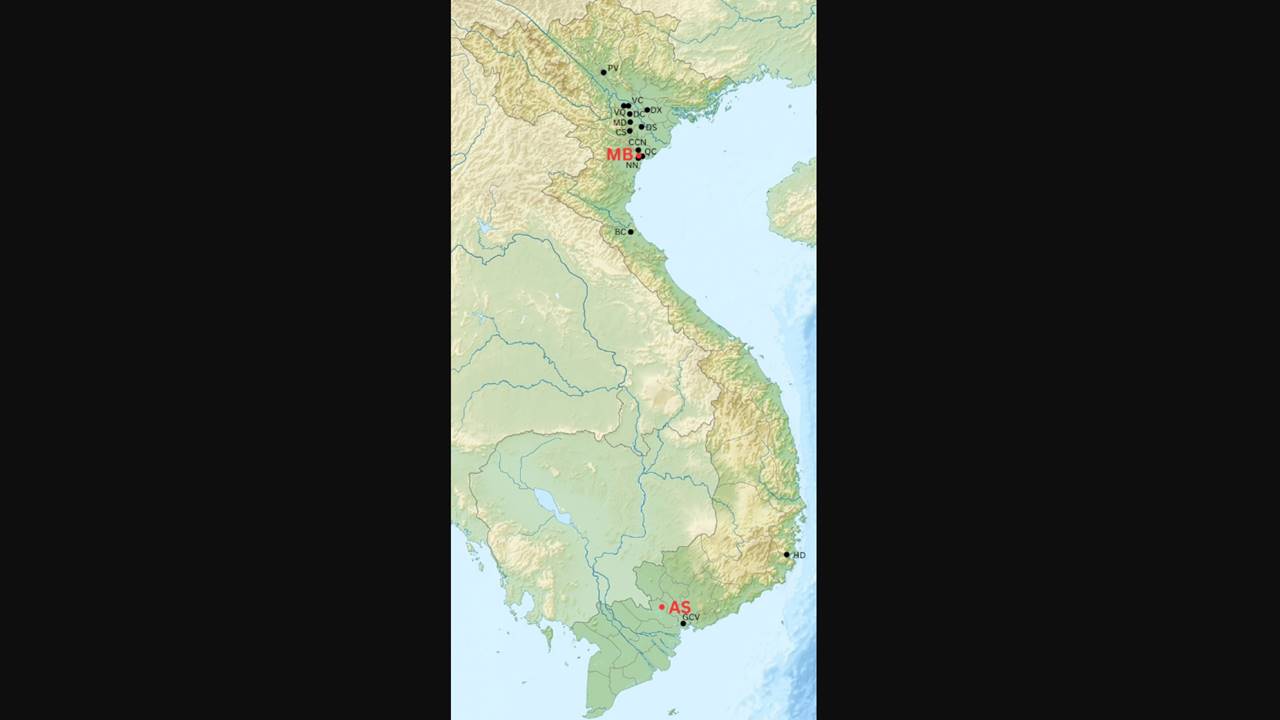 Vietnam Çocuk Kafatası Frengi Benzeri